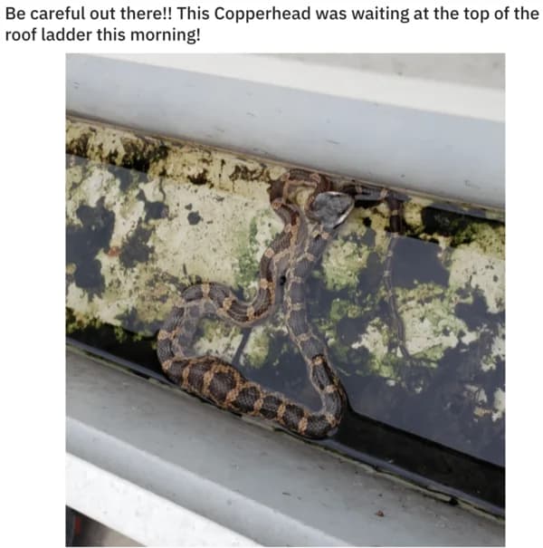 Camouflage Snake